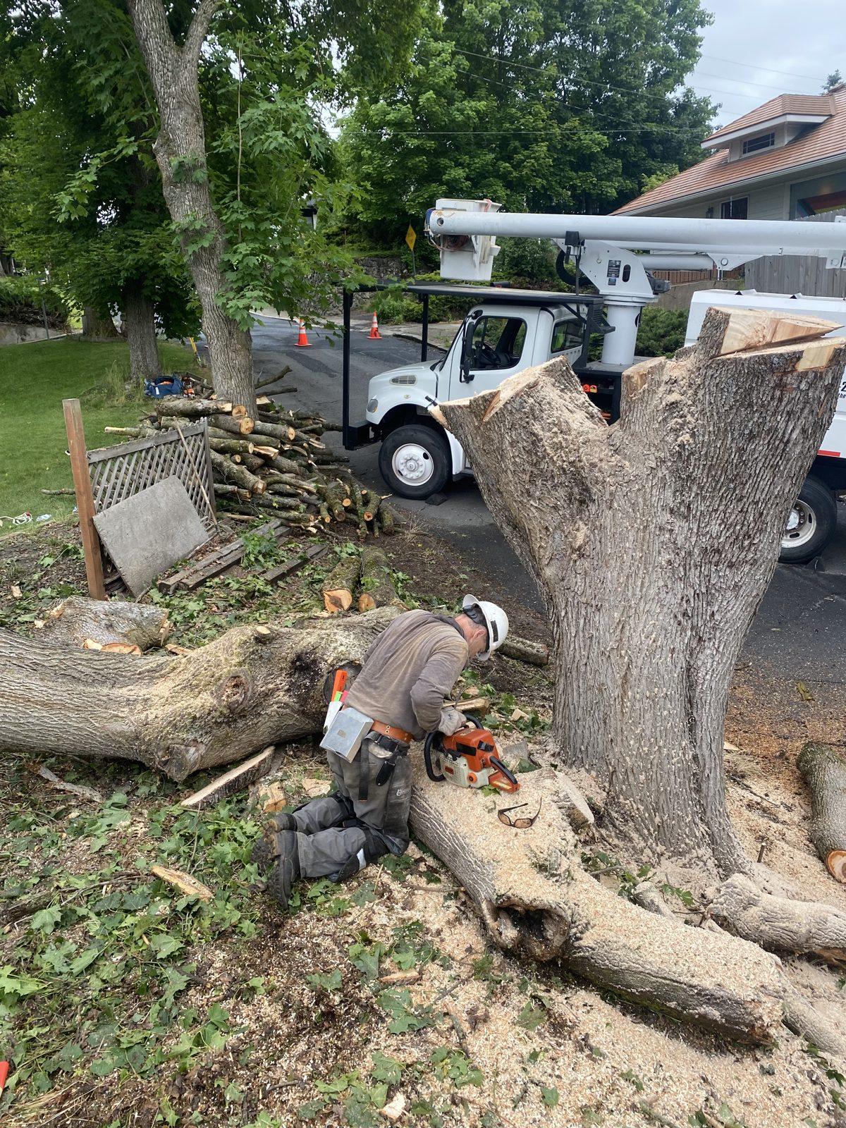 J&J's Tree Service crew sectioning a large tree trunk during a removal