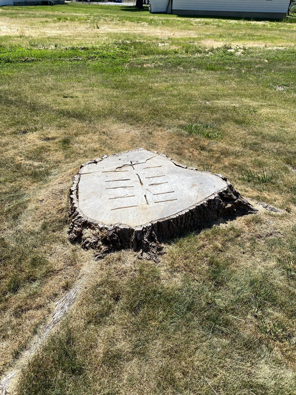 Freshly ground stump flush to a residential lawn after tree removal