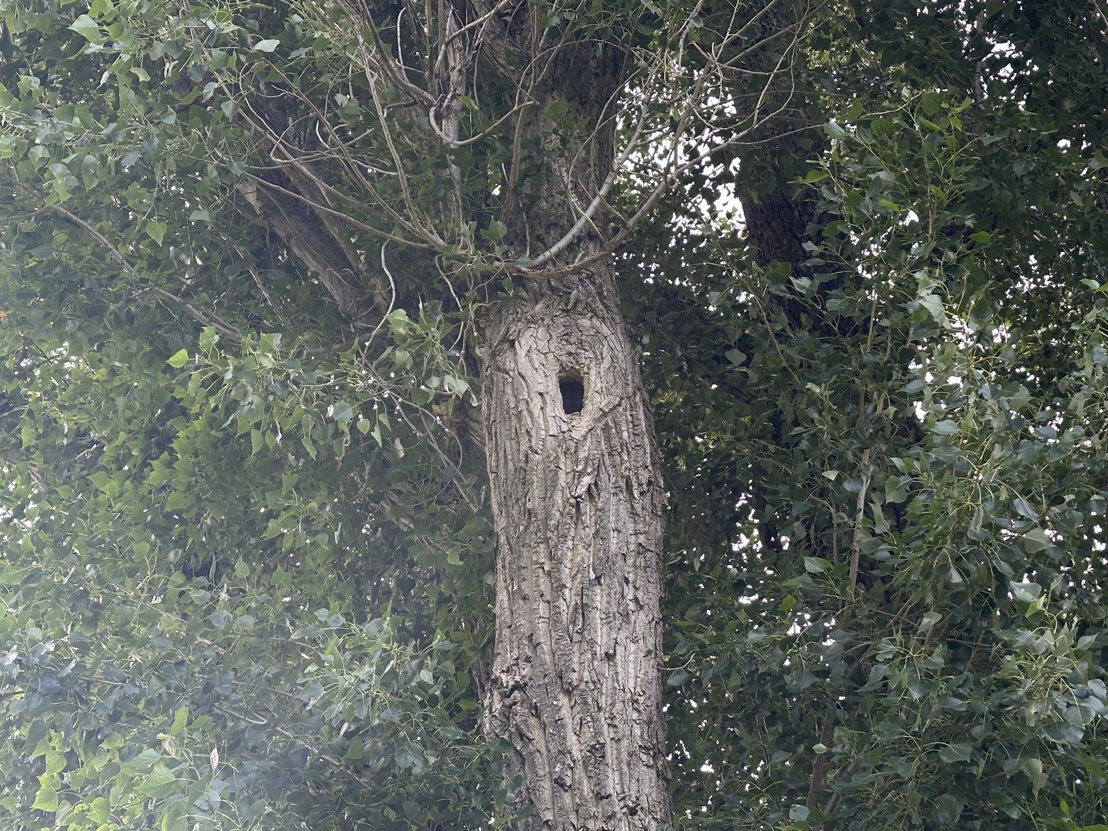 Mature tree assessed by J&J's Tree Service before trimming or removal