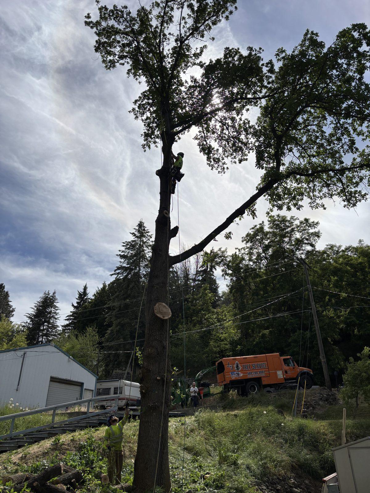 Tree worker climbing a trunk