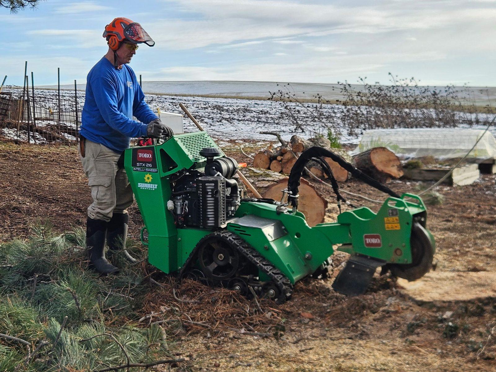 Grinding a stump down below grade with a stump grinder