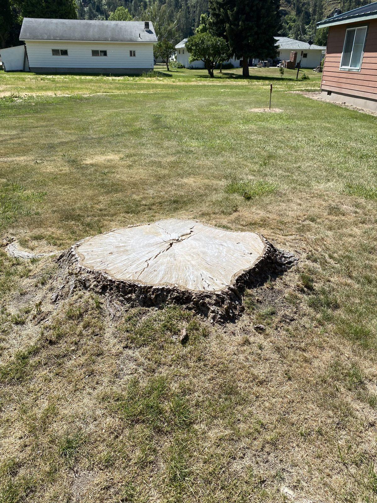 Flush-cut stump on a residential lawn