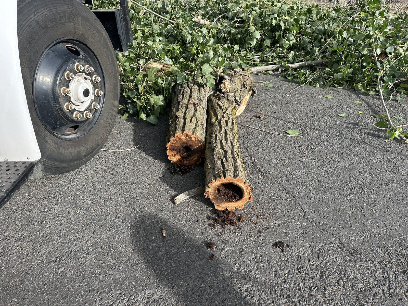 Cut log sections and debris beside the truck