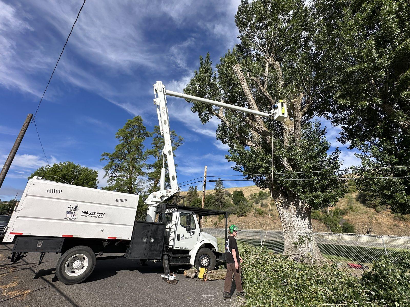 J&J's Tree Service bucket truck reaching a large street tree