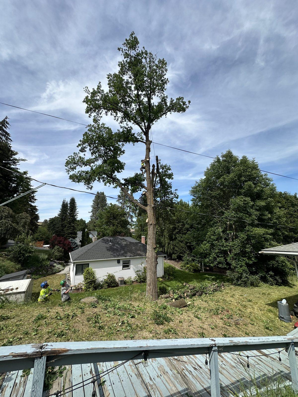 Tall mature tree assessed for trimming and pruning