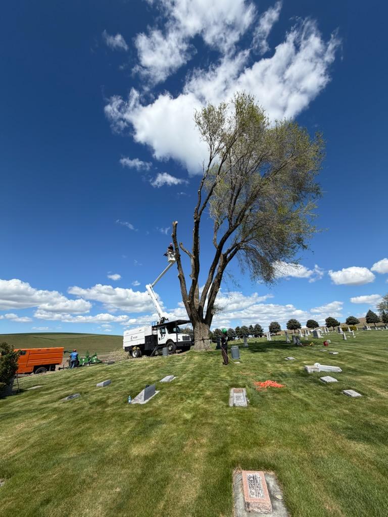 J&J's Tree Service bucket truck removing a tall tree in a Palouse cemetery