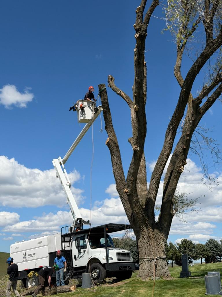 Arborist working from a bucket high in a large cemetery tree