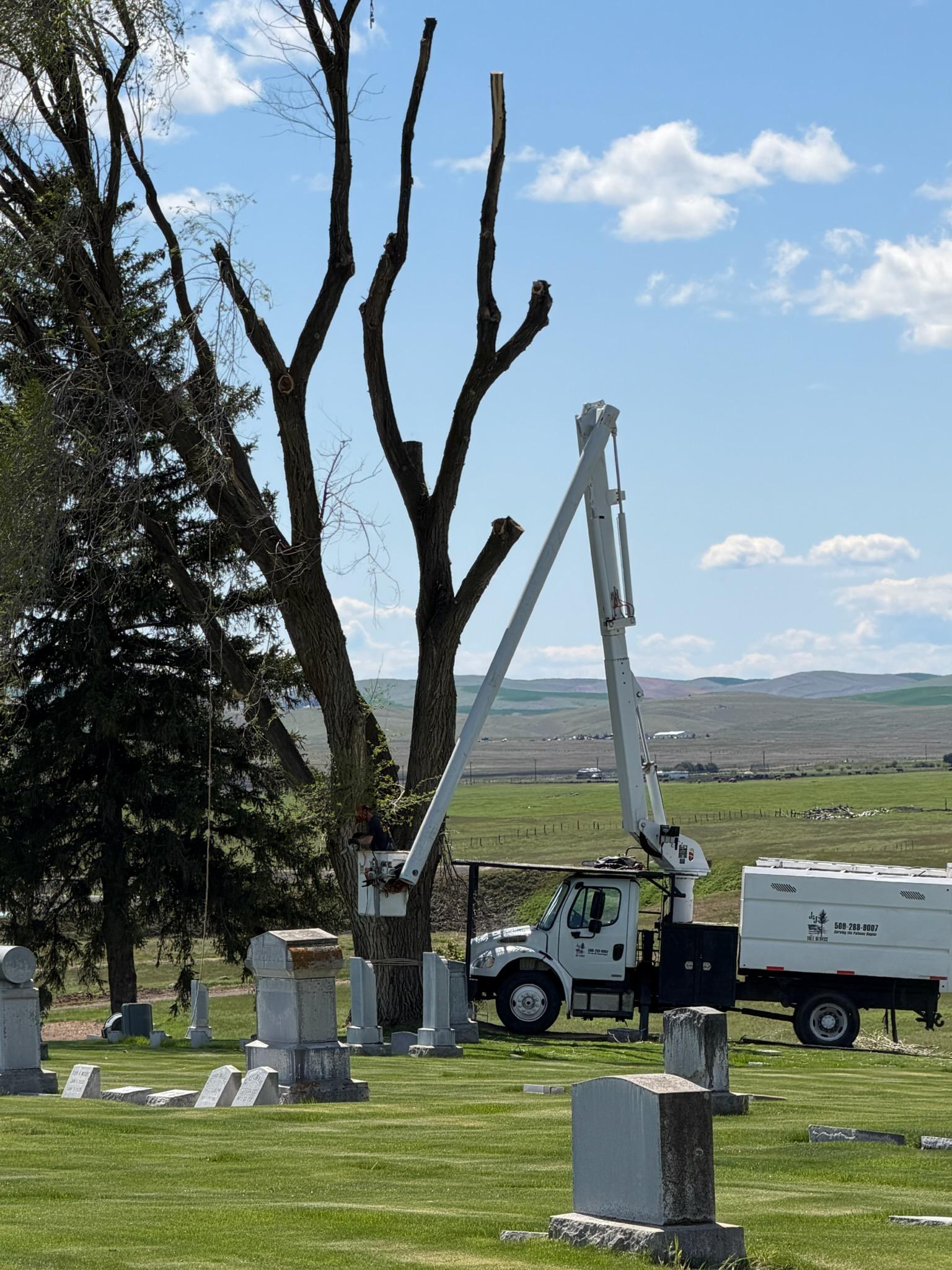 Boom truck reaching a tall dead tree for removal in a Palouse cemetery