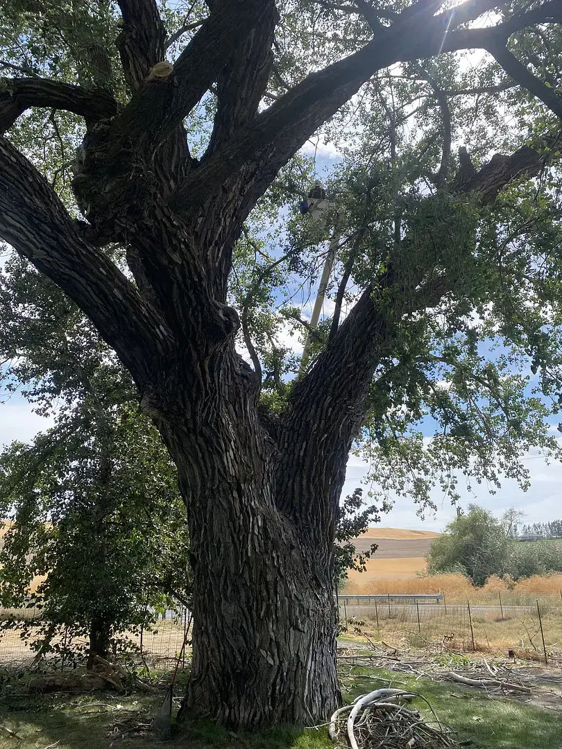 Mature shade tree on a Palouse property