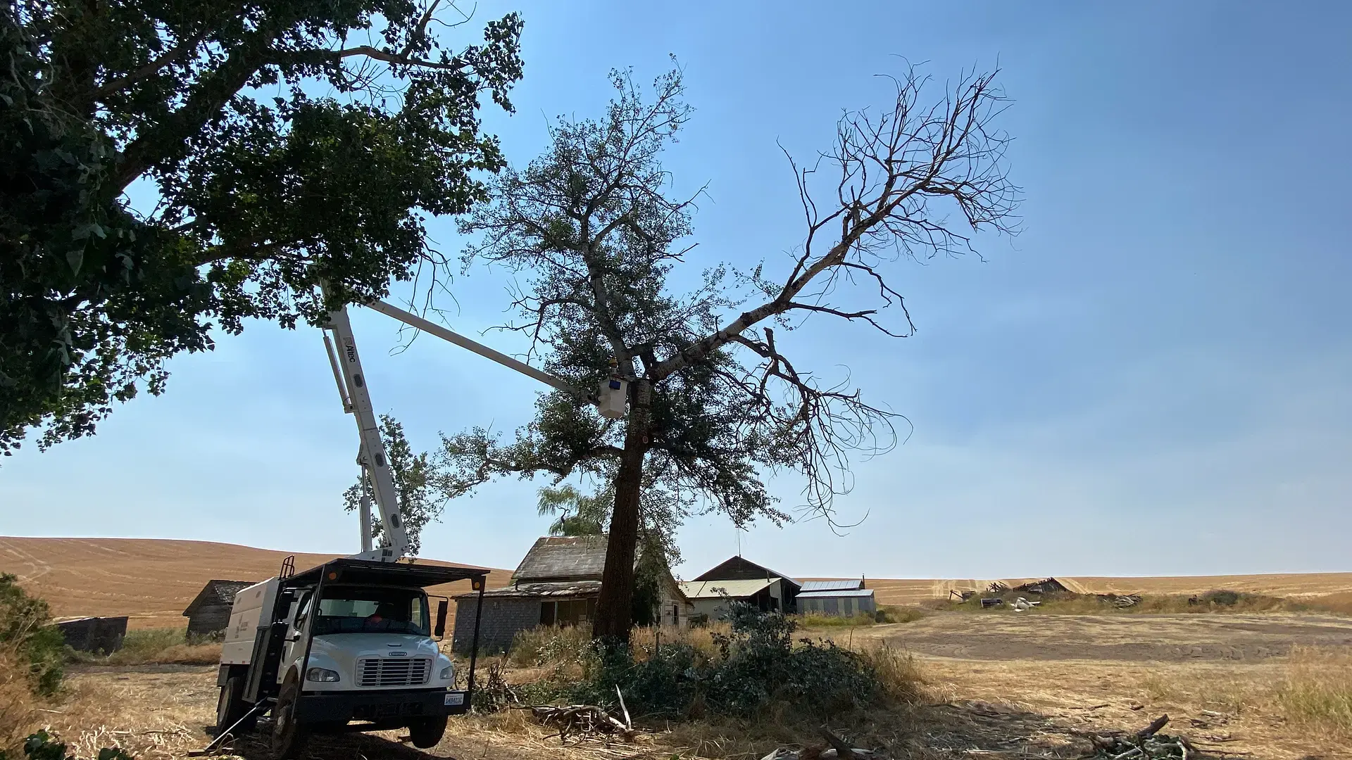 Bucket truck removing a large tree beside a barn on Palouse farmland